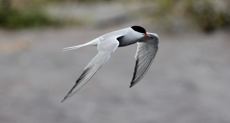 Common Tern