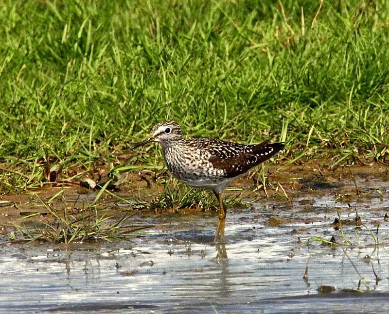 Wood Sandpiper