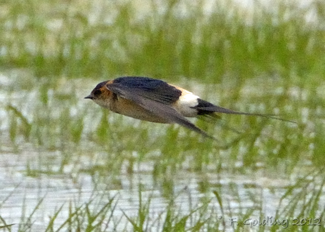 Red-rumped Swallow