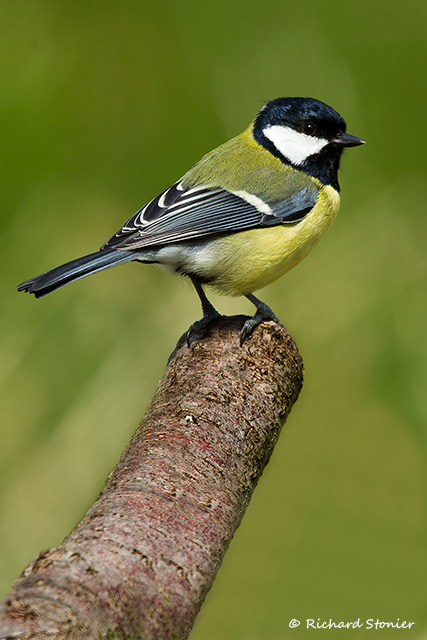 Great Tit