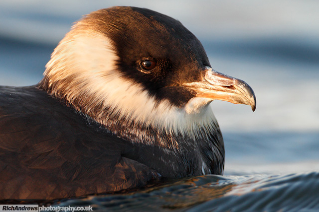 Pomarine Skua