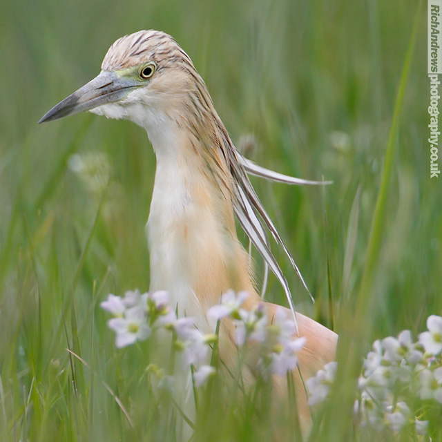 Squacco Heron