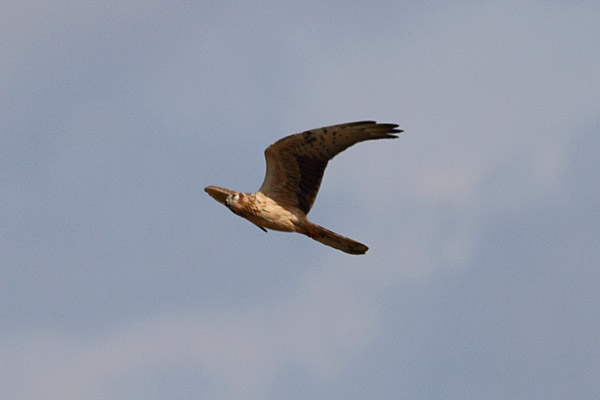 Montagu's Harrier