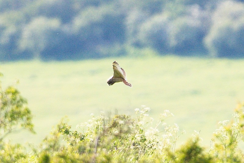 Short-eared Owl