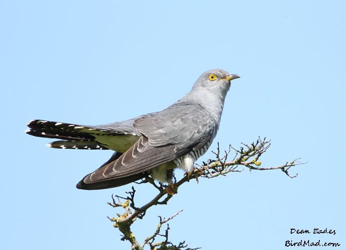 Cuckoo