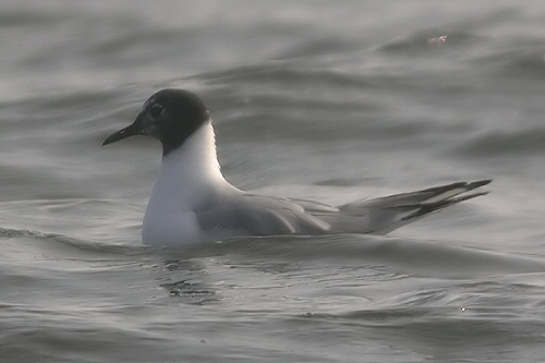 Bonaparte's Gull