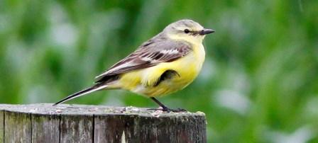 flav Wagtail sp