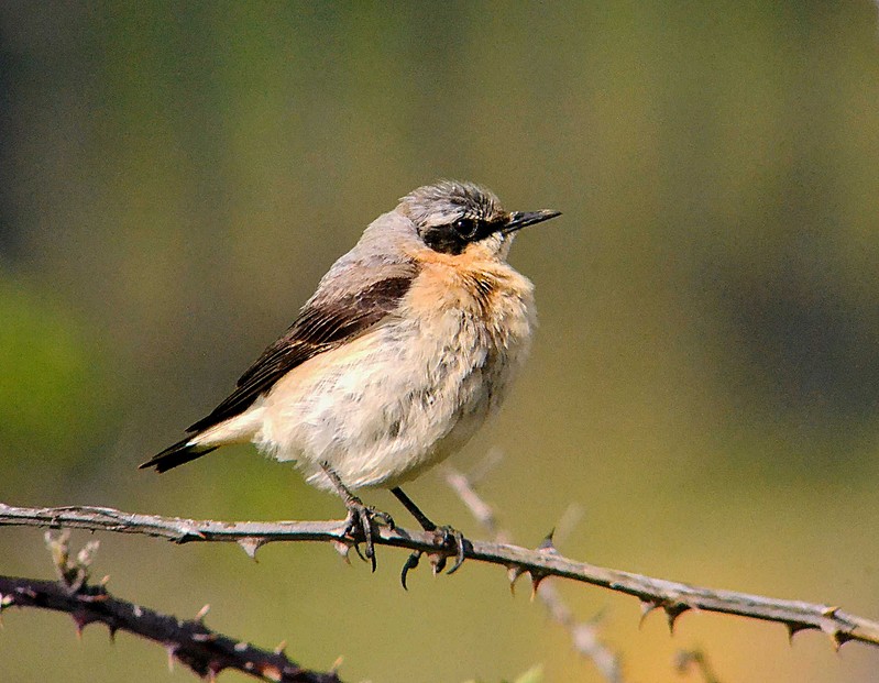 Wheatear