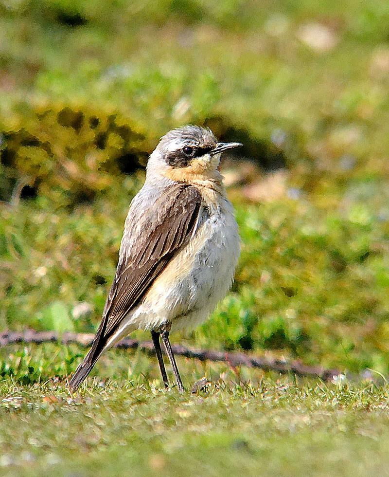 Wheatear