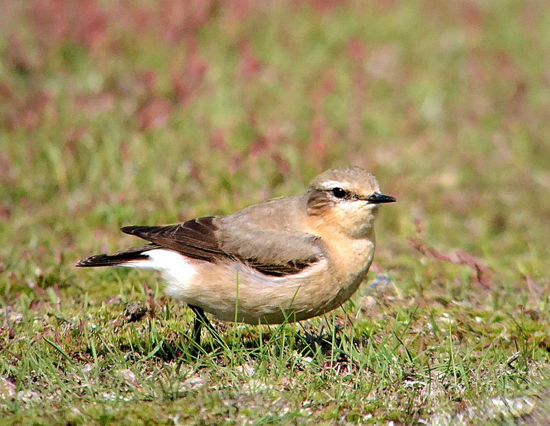 Wheatear