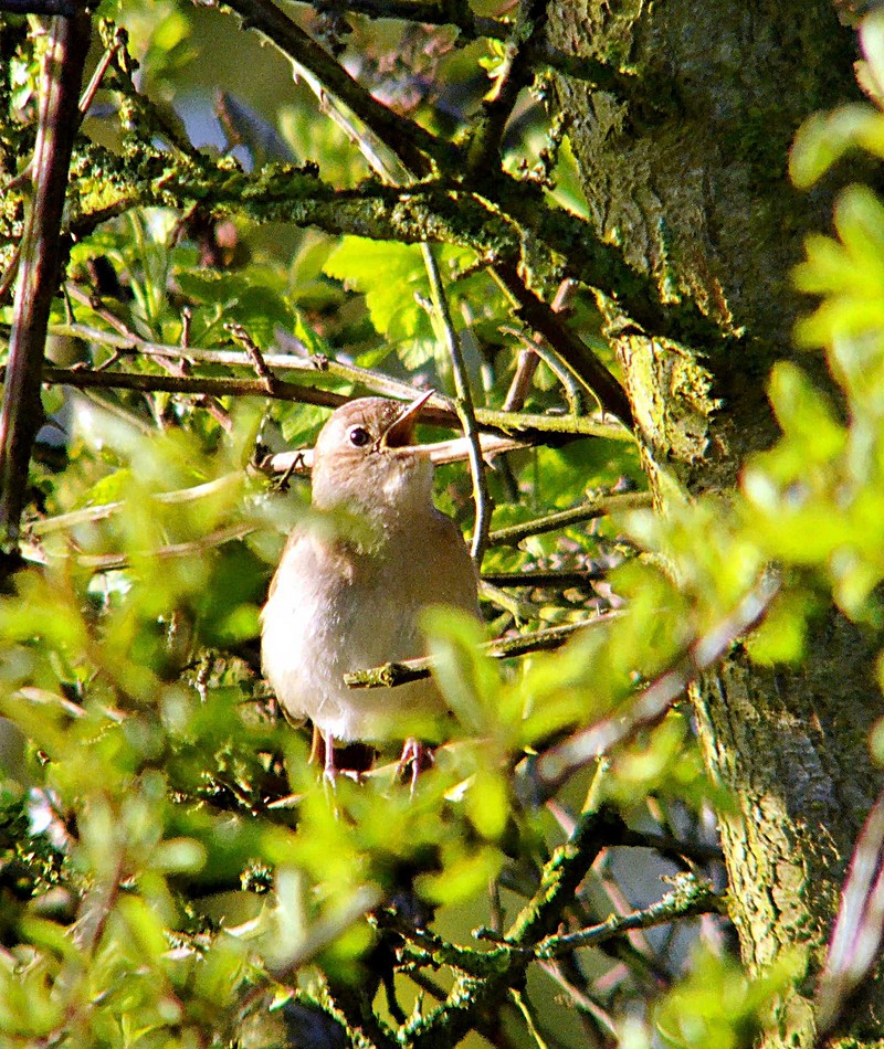 Nightingale