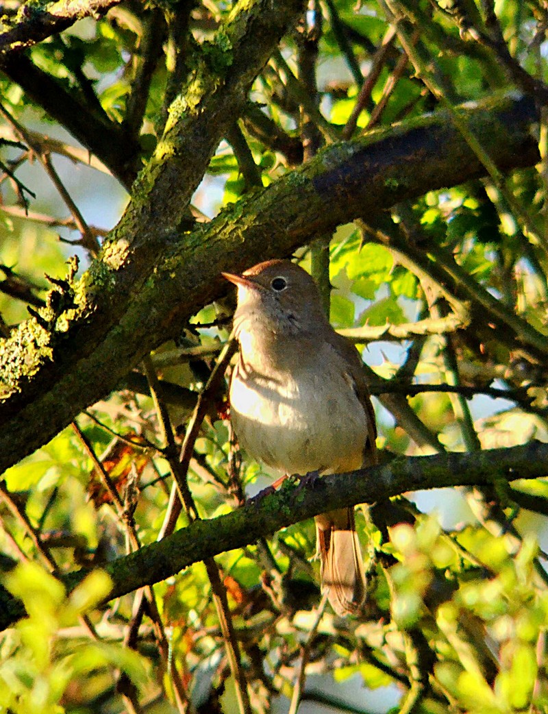 Nightingale