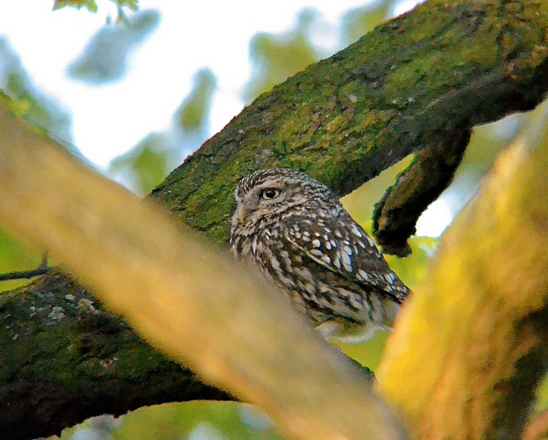 Little Owl