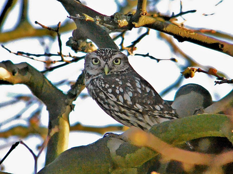 Little Owl