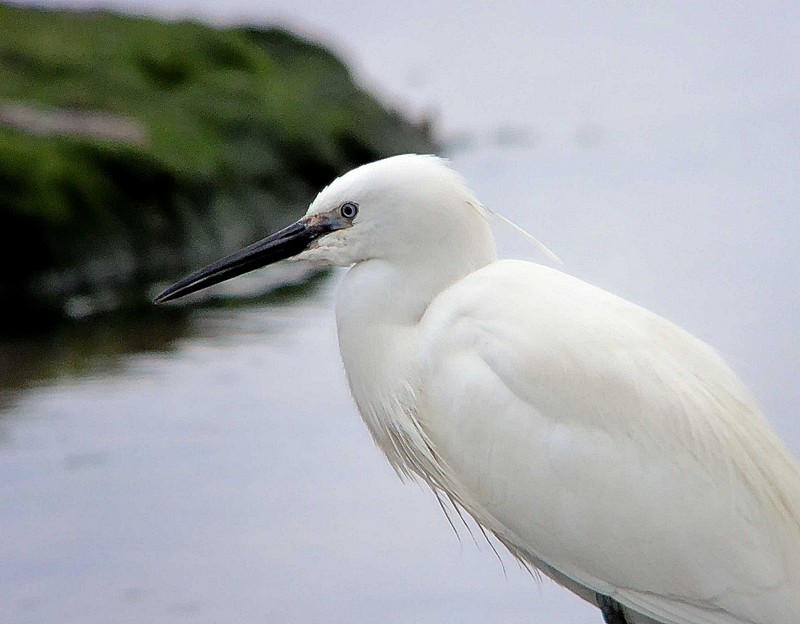 Little Egret
