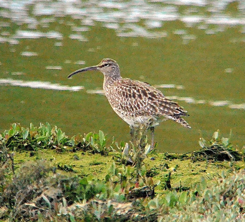 Whimbrel