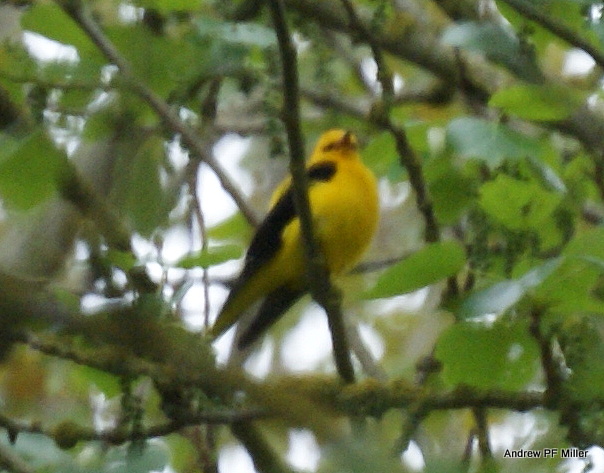 Golden Oriole
