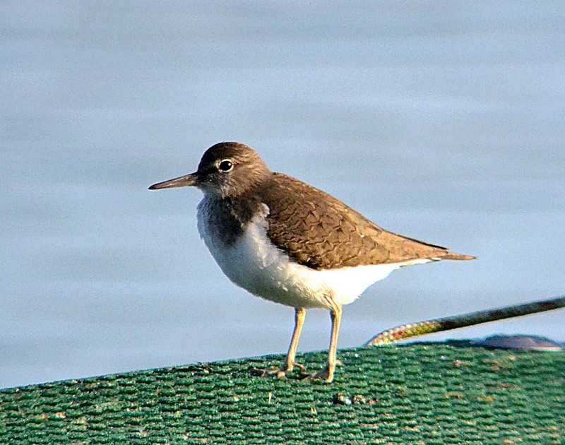 Common Sandpiper