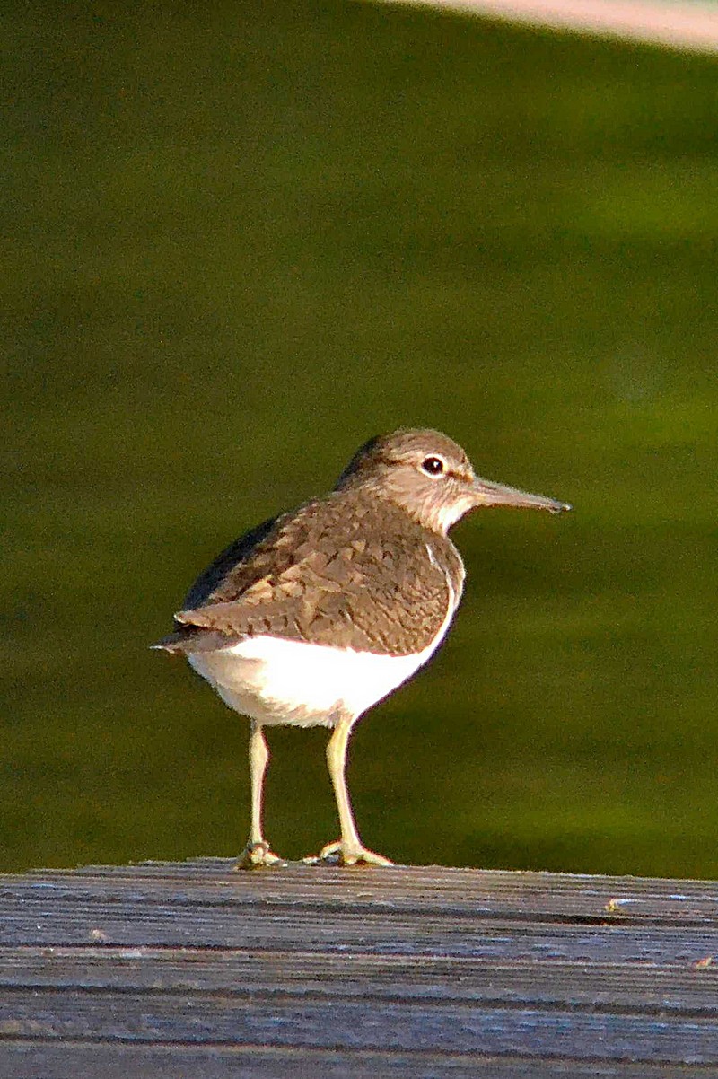 Common Sandpiper