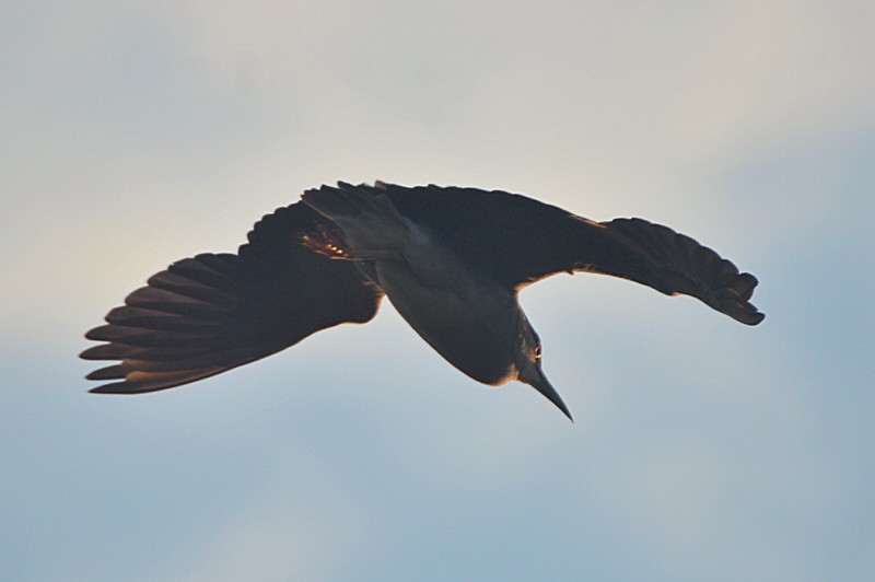 Night Heron