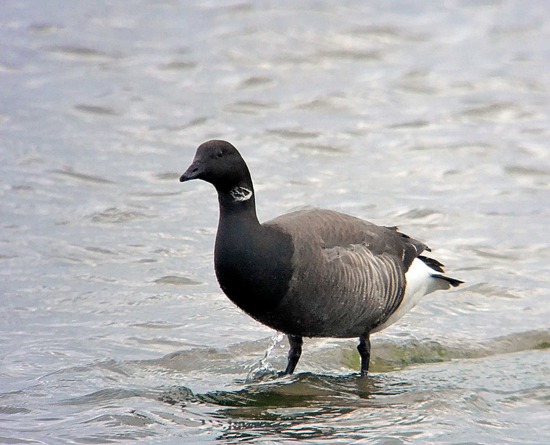 Dark-bellied Brent Goose