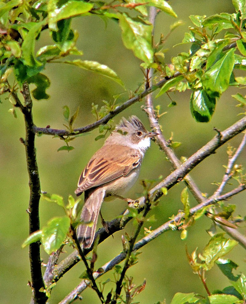 Whitethroat