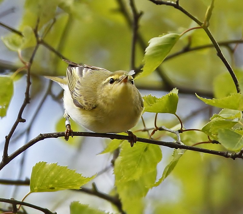 Wood Warbler