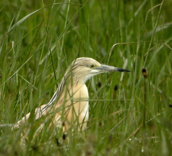 Squacco Heron
