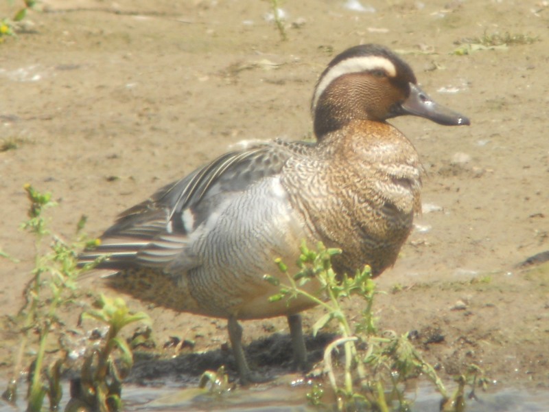Garganey
