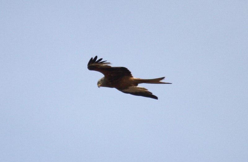 Red Kite