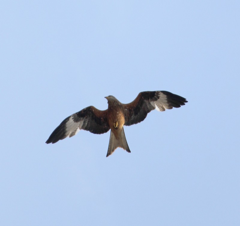 Red Kite