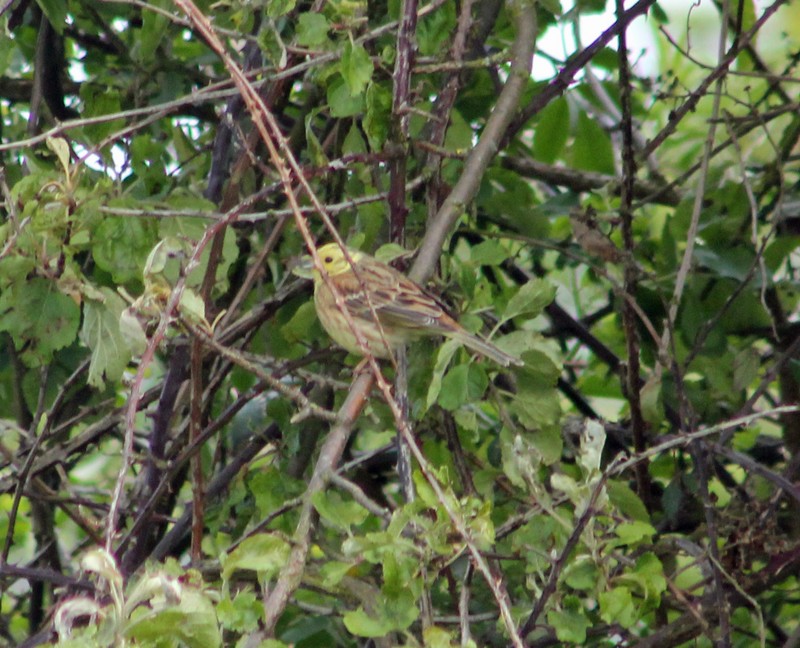 Yellowhammer