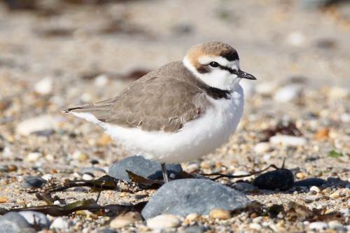 Kentish Plover
