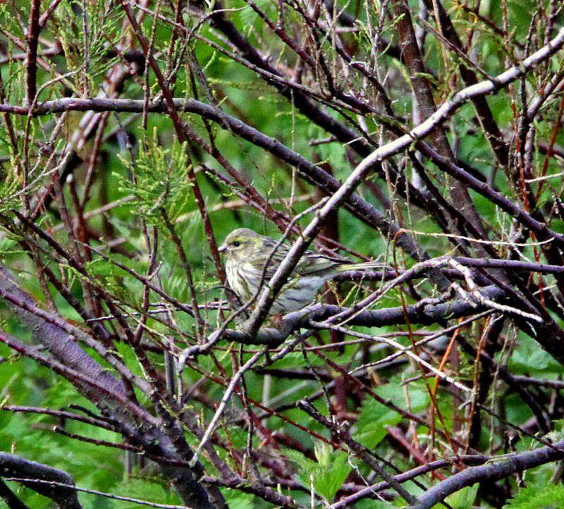 Serin