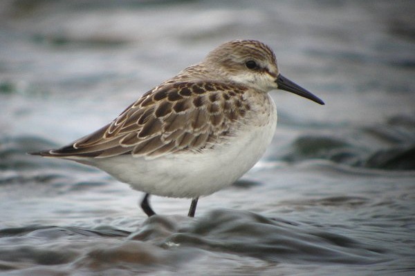 Semipalmated Sandpiper