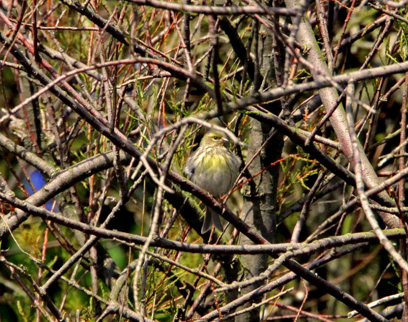 Serin