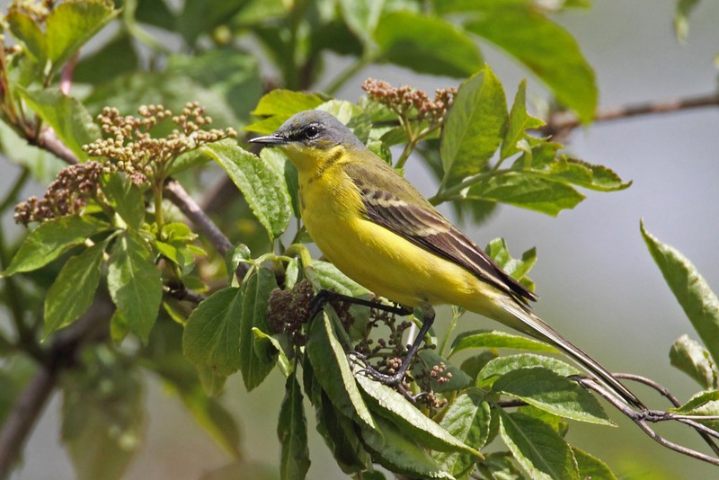 Yellow Wagtail