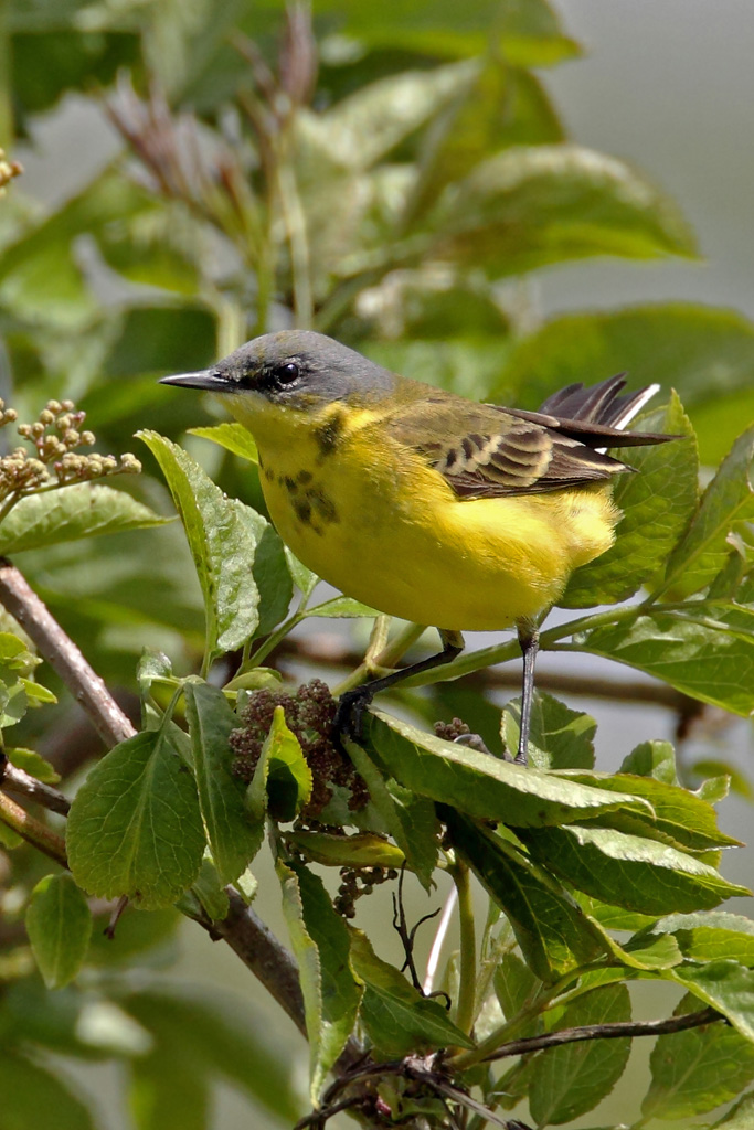 Yellow Wagtail