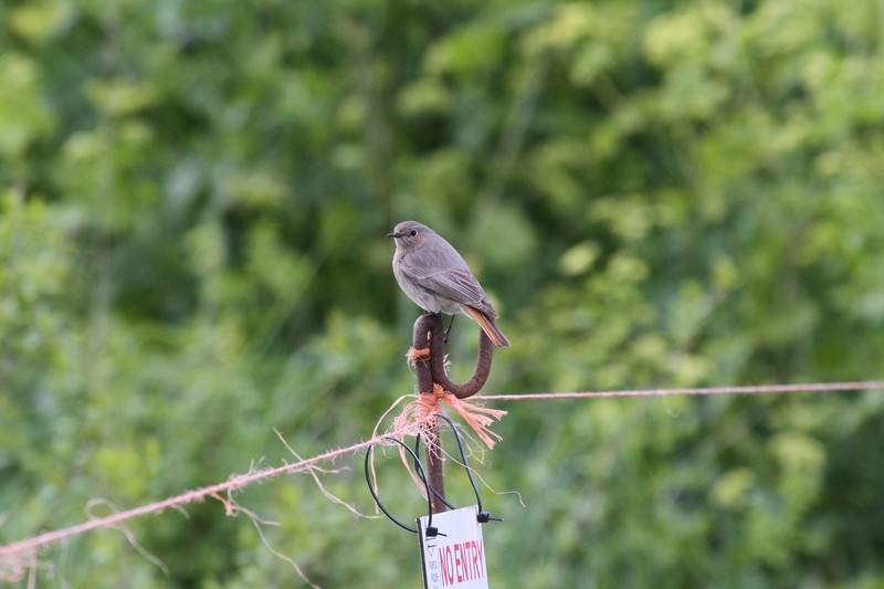 Black Redstart