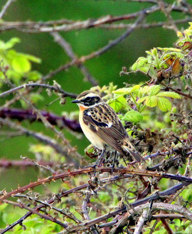 Whinchat