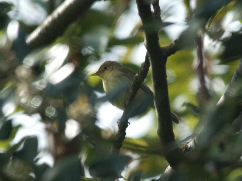 Melodious Warbler