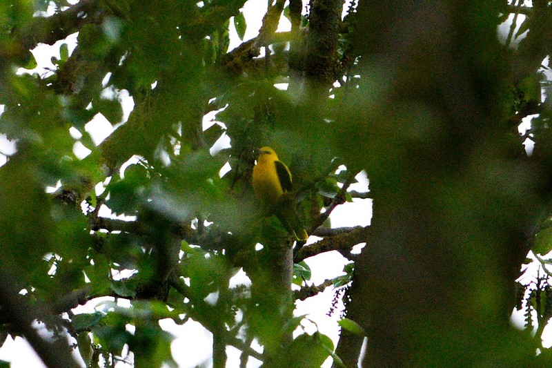 Golden Oriole