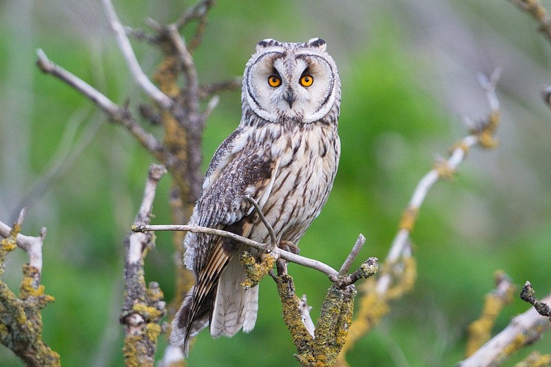 Long-eared Owl