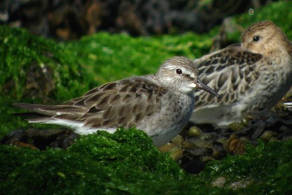 White-rumped Sandpiper