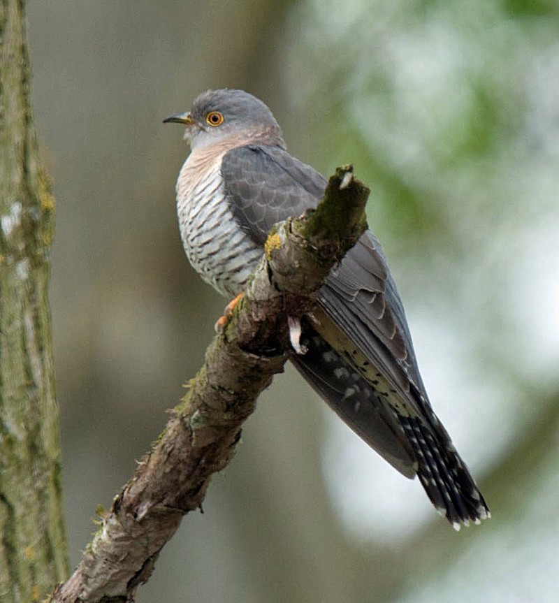 Cuckoo
