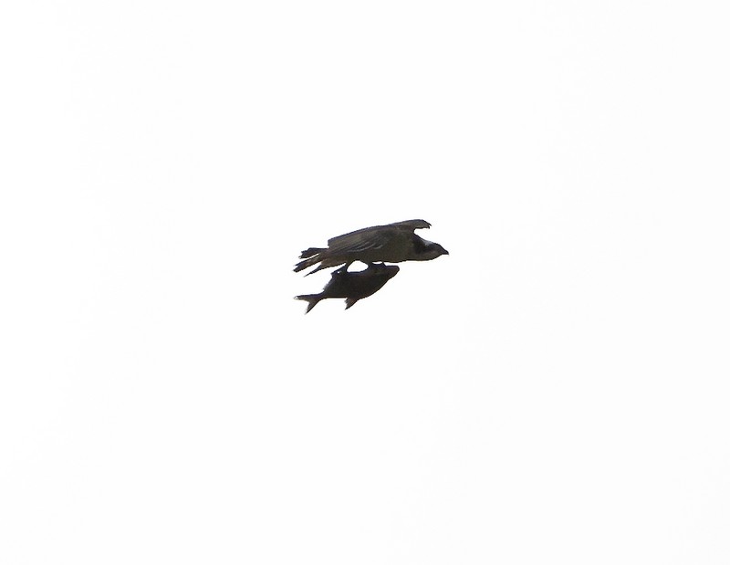 Osprey