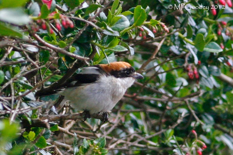 Woodchat Shrike
