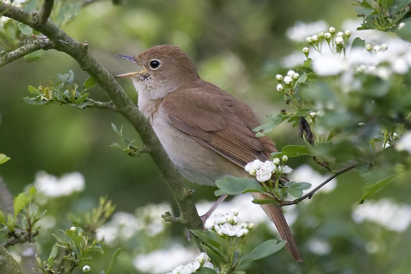 Nightingale