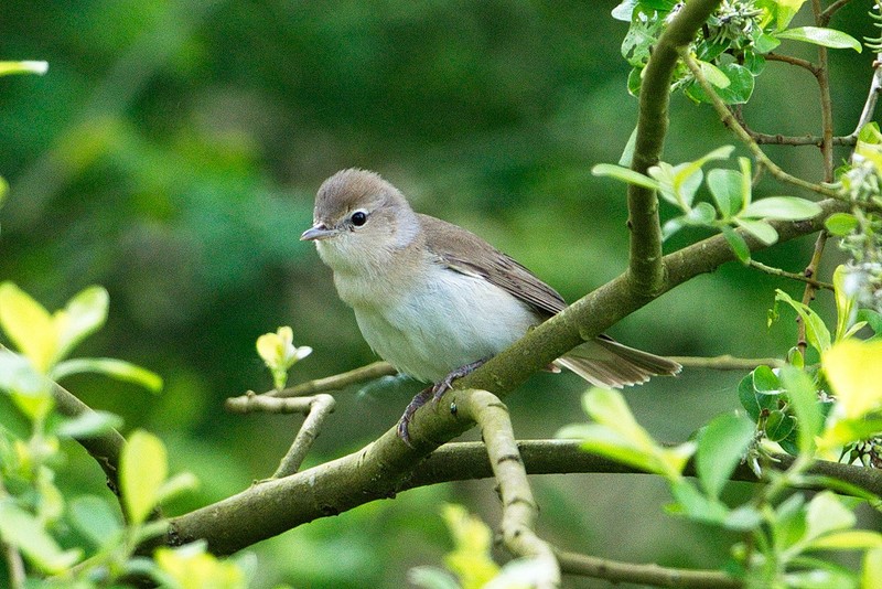 Garden Warbler