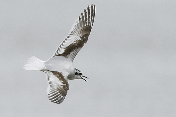 Little Gull